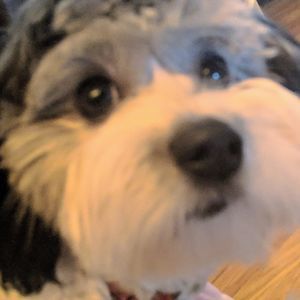 Meet your Posher, Barbara